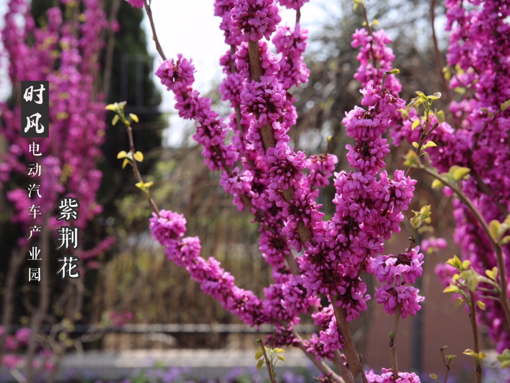 紫荆；；；